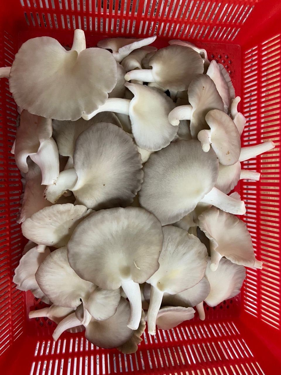 Freshly harvested grey oyster mushrooms in a basket